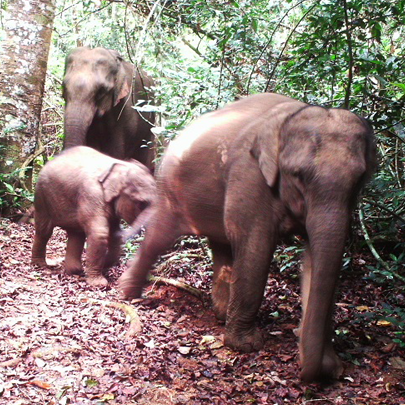 ประชากรและการกระจายของช้างป่าเอเชีย (Elephas maximus) ในเขตรักษาพันธุ์สัตว์ป่าภูเขียว ประเทศไทย