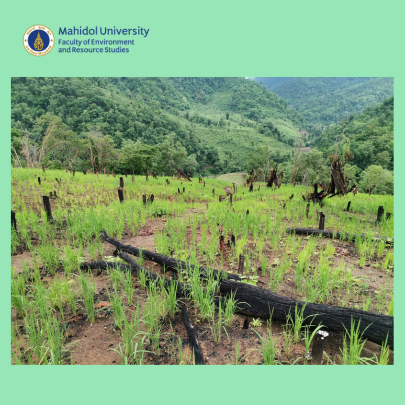 การฟื้นตัวหลังการเผาแปลงไร่หมุนเวียนของอินทรีย์คาร์บอน ไนโตรเจนทั้งหมด ธาตุอาหารในดิน และความคงทนต่อการชะล้างพังทลายของดิน ในภาคเหนือของประเทศไทย 