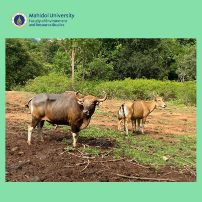 ความชอบถิ่นที่อยู่อาศัยของวัวแดง (Bos javanicus) ที่ปล่อยคืนสู่ธรรมชาติบริเวณพื้นที่ตอนกลางและพื้นที่ขอบของเขตรักษาพันธุ์สัตว์ป่าสลักพระ ประเทศไทย