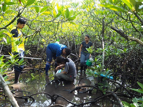 Holocene mangrove dynamics