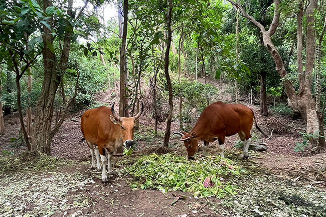 โครงการส่งเสริมการมีส่วนร่วมของชุมชนในการอนุรักษ์วัวแดง (Bos javanicus) ในเขตรักษาพันธุ์สัตว์ป่าสลักพระ จังหวัดกาญจนบุรี ของมหาวิทยาลัยมหิดล  