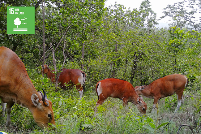 การติดตามนิเวศวิทยาประชากรและการเติบโตของวัวแดง (Bos javanicus) ภายหลังการปล่อยคืนสู่ธรรมชาติในเขตรักษาพันธุ์สัตว์ป่าสลักพระ จังหวัดกาญจนบุรี และเขตรักษาพันธุ์สัตว์ป่าเขาเขียว-เขาชมภู่ จังหวัดชลบุรี