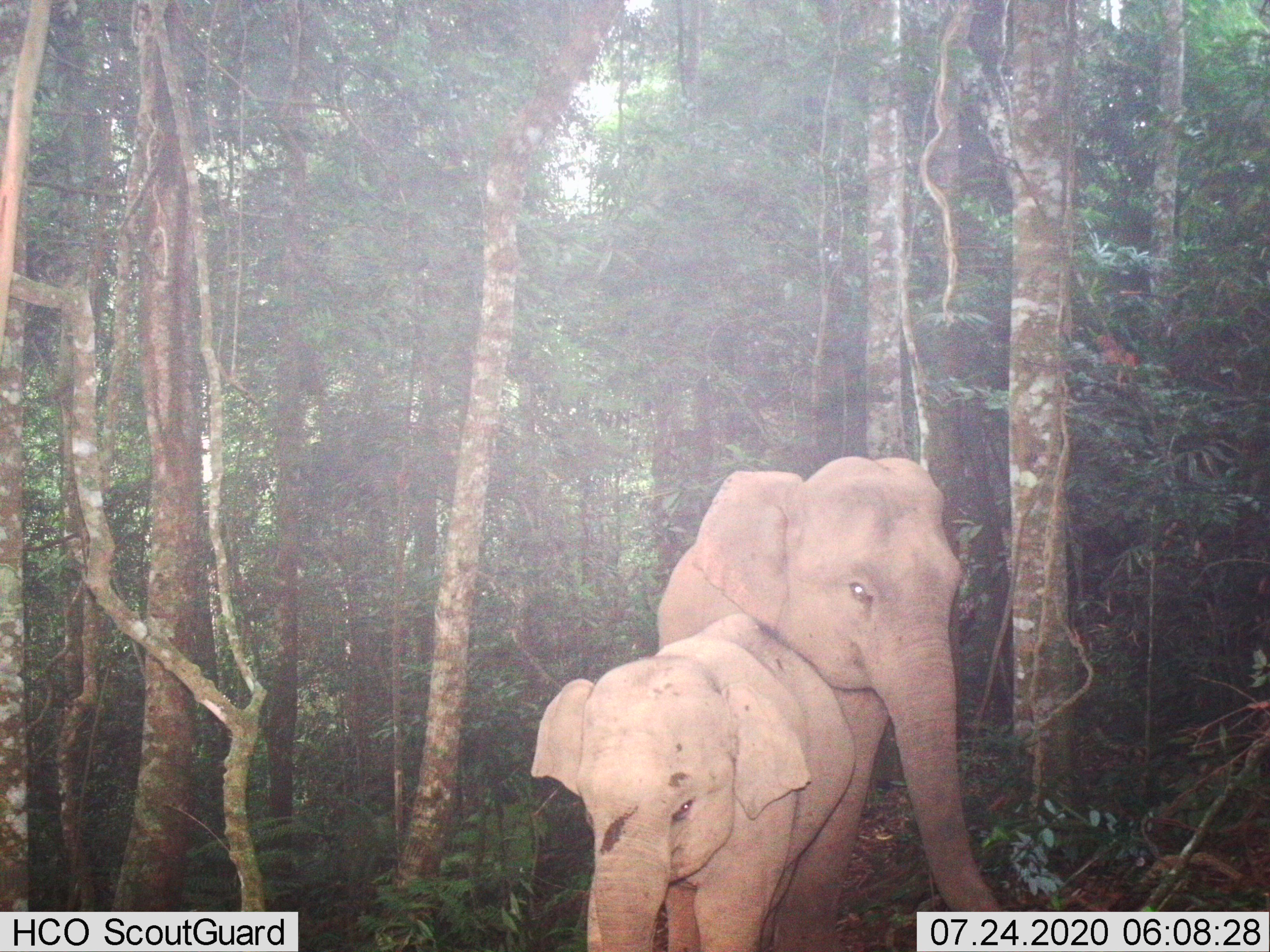 นิเวศวิทยาและประชากรช้างป่า (Elephas maximus) ในเขตรักษาพันธุ์สัตว์ป่าภูหลวงและเขตรักษาพันธุ์สัตว์ป่าภูเขียว 